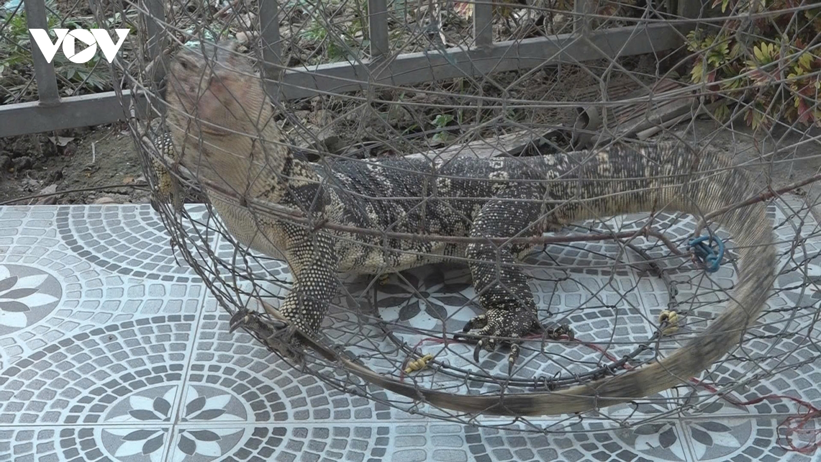 Người dân ở Đồng Tháp giao nộp cá thể kỳ đà hoa cho chính quyền