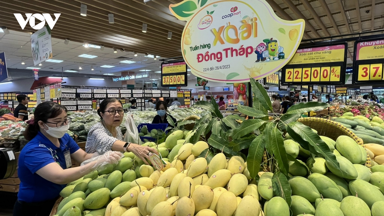 Nhà vườn chuẩn bị cho thị trường trái cây mâm ngũ quả ngày Tết