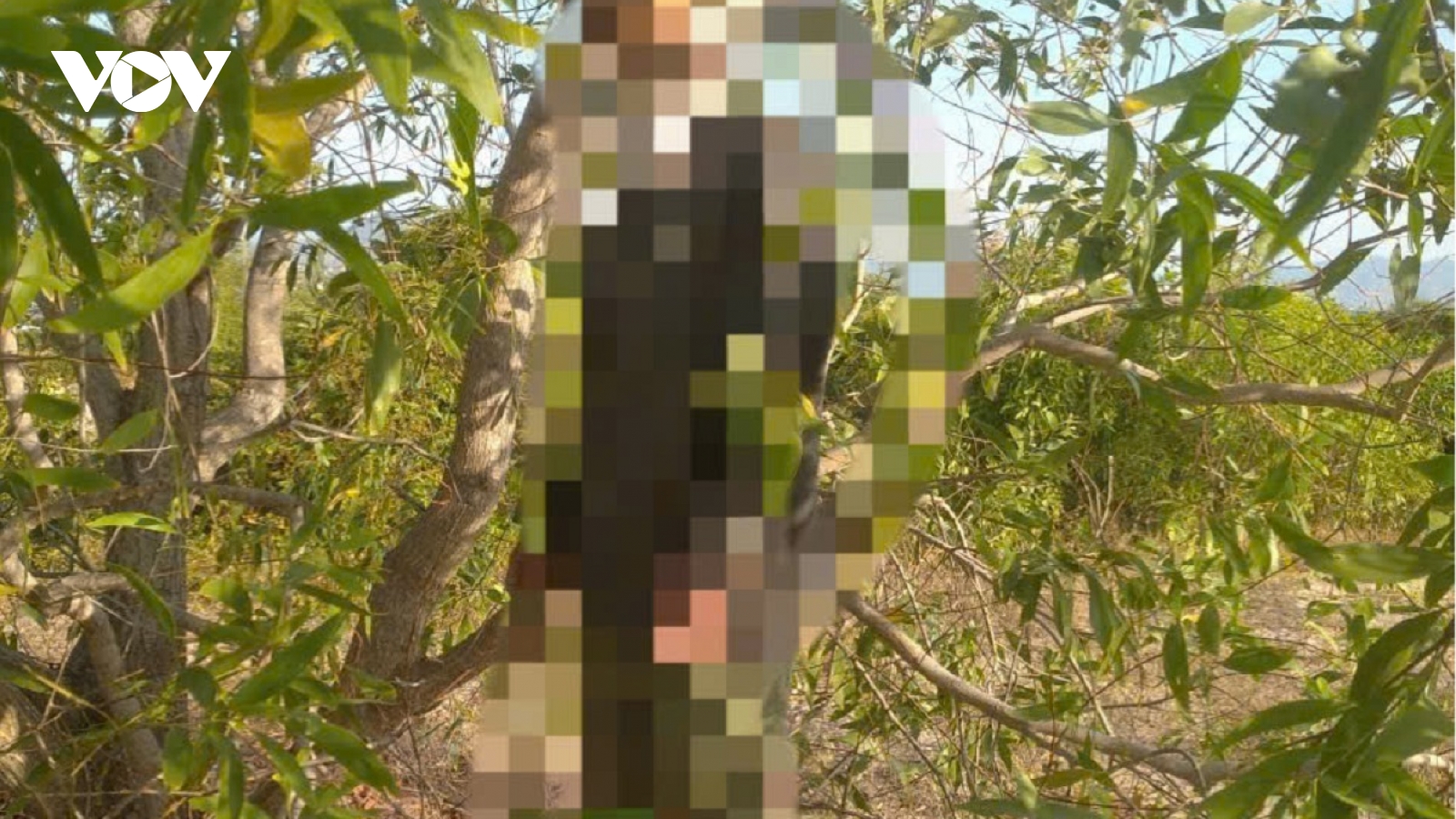 Phát hiện người đàn ông tử vong trong rừng tràm ở Lâm Đồng, để lại thư tuyệt mệnh