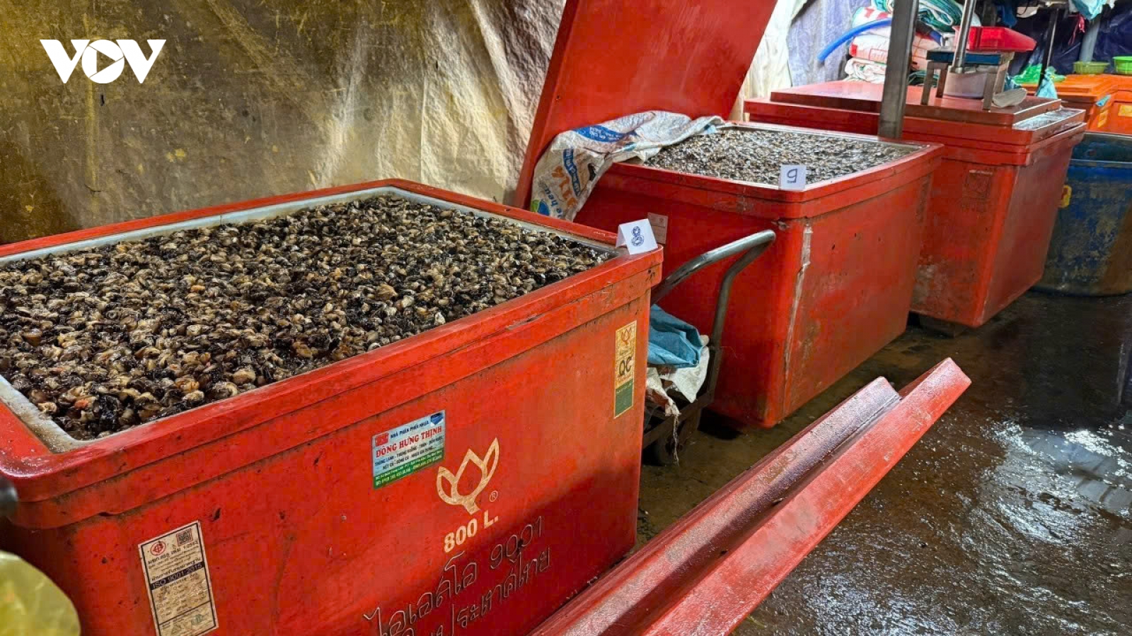 Triệt phá đường dây ngâm thịt ốc bằng hóa chất công nghiệp tại TP.HCM