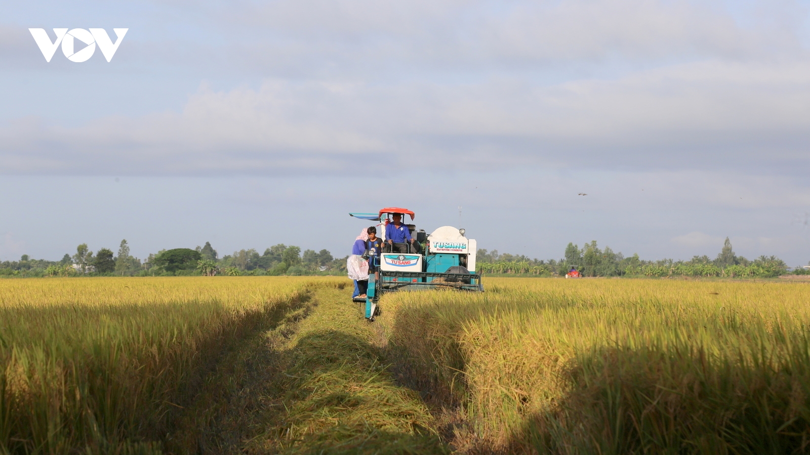 Đề án 1 triệu ha, con đường để ngành lúa gạo phát triển bền vững