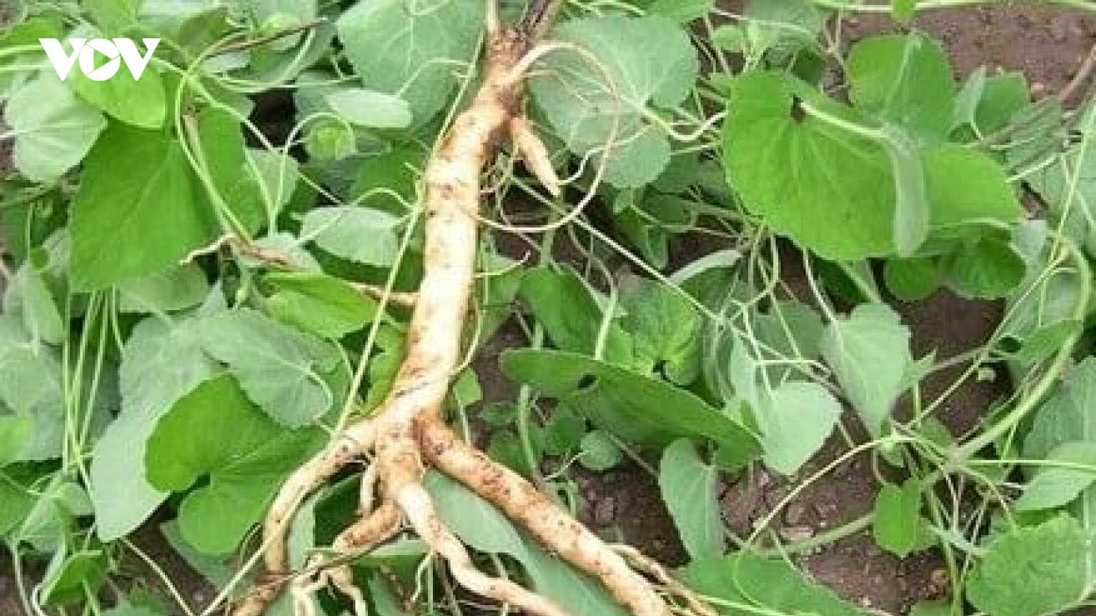 Đào rễ cây từng chỉ cho lợn ăn, phát hiện sâm quý giá bạc triệu/kg