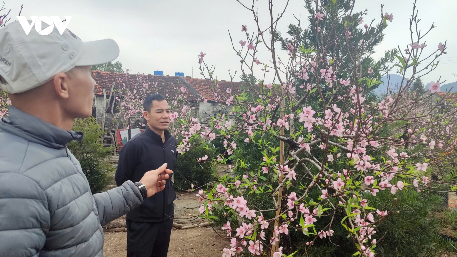 Xuân mới ở đặc khu Vân Đồn, Quảng Ninh