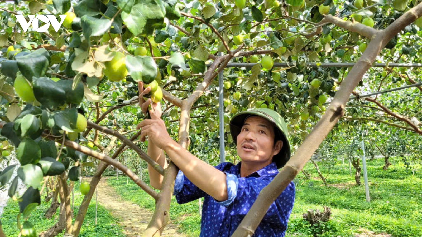 Nâng cao giá trị kinh tế táo Đại Mật nhờ khoa học công nghệ