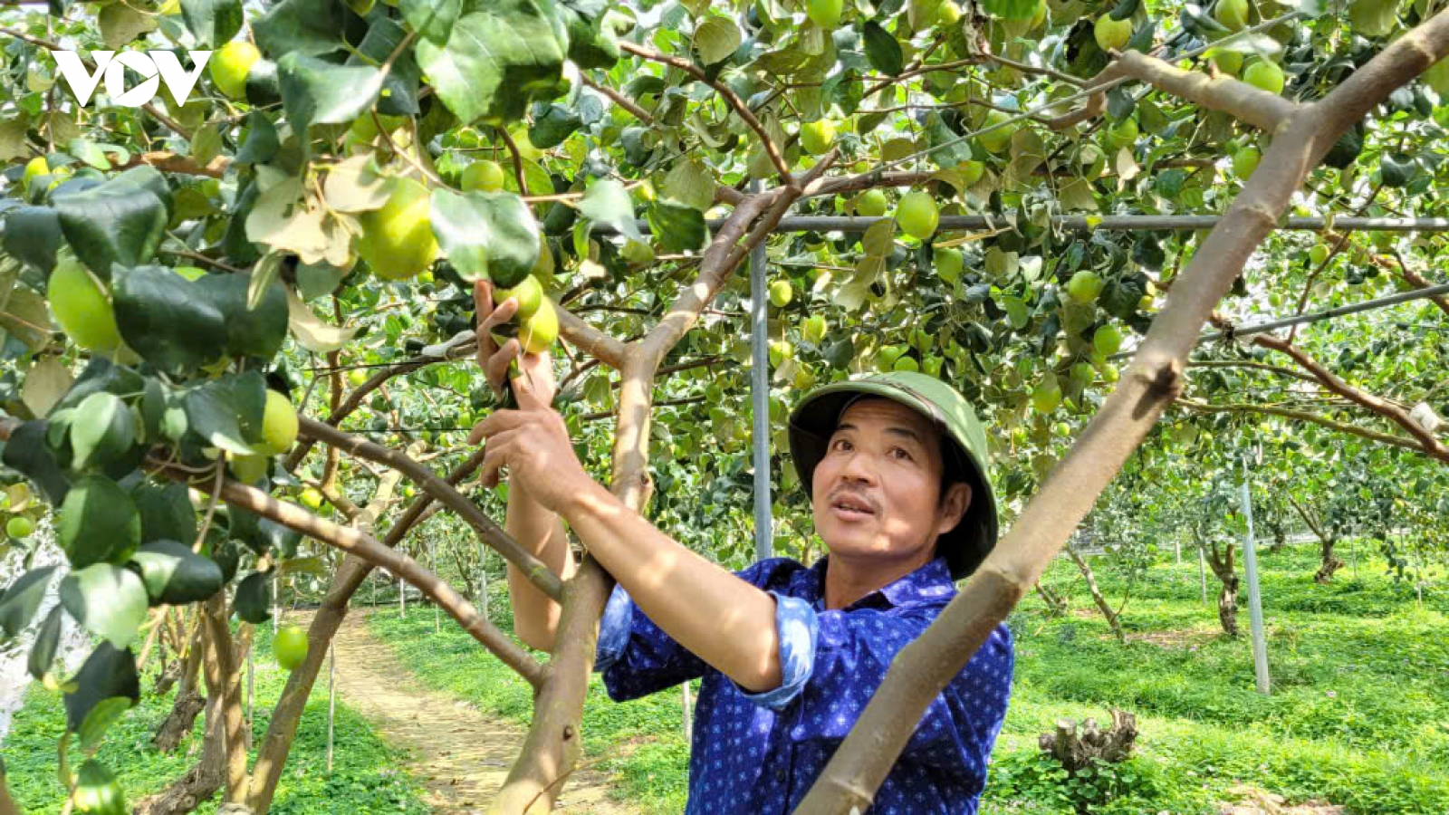 Nâng cao giá trị kinh tế táo Đại Mật nhờ khoa học công nghệ