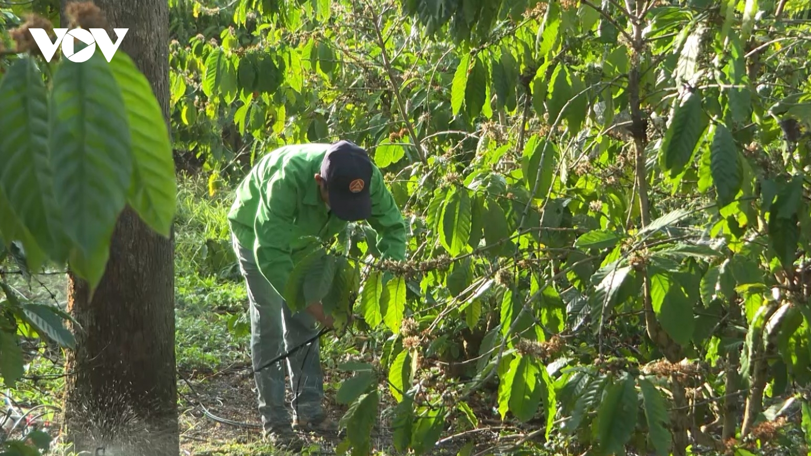 Nông dân Đắk Lắk ra quân tưới cà phê dịp đầu năm