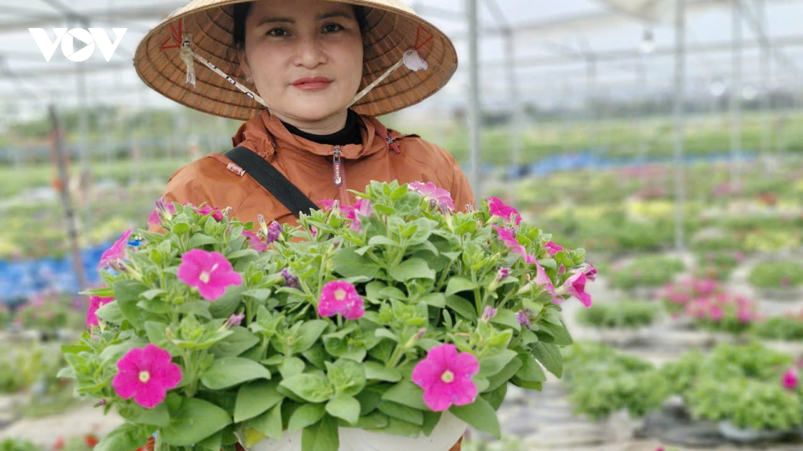 Người trồng hoa Tết ở Đà Nẵng phấn khởi vì sức mua tăng