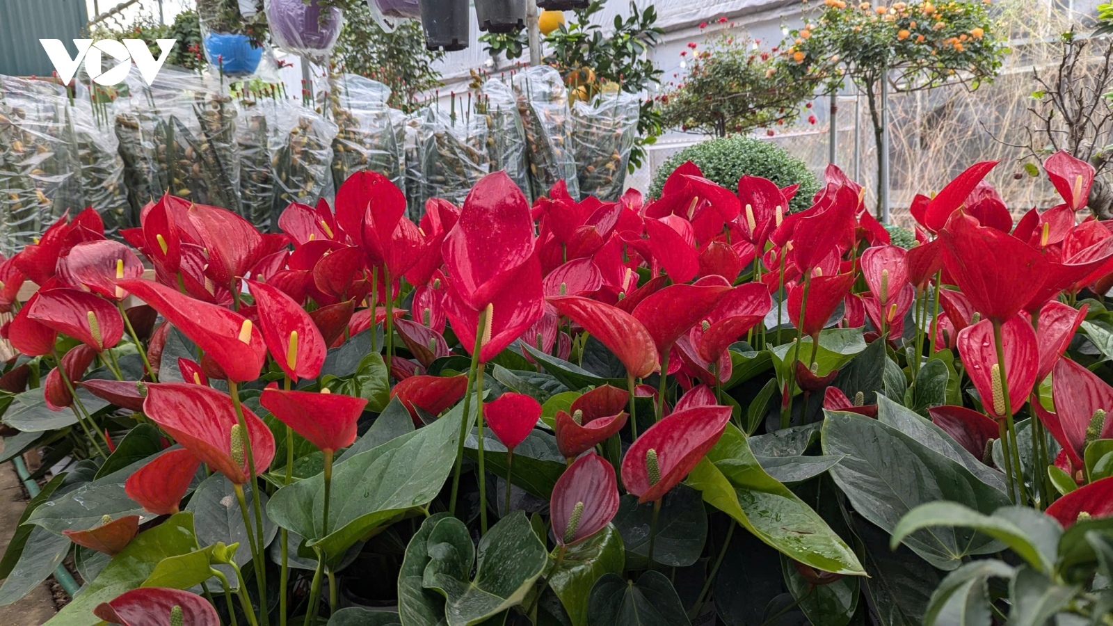 Trưng cây cảnh sắc đỏ đầu năm: “Gọi” may mắn vào nhà