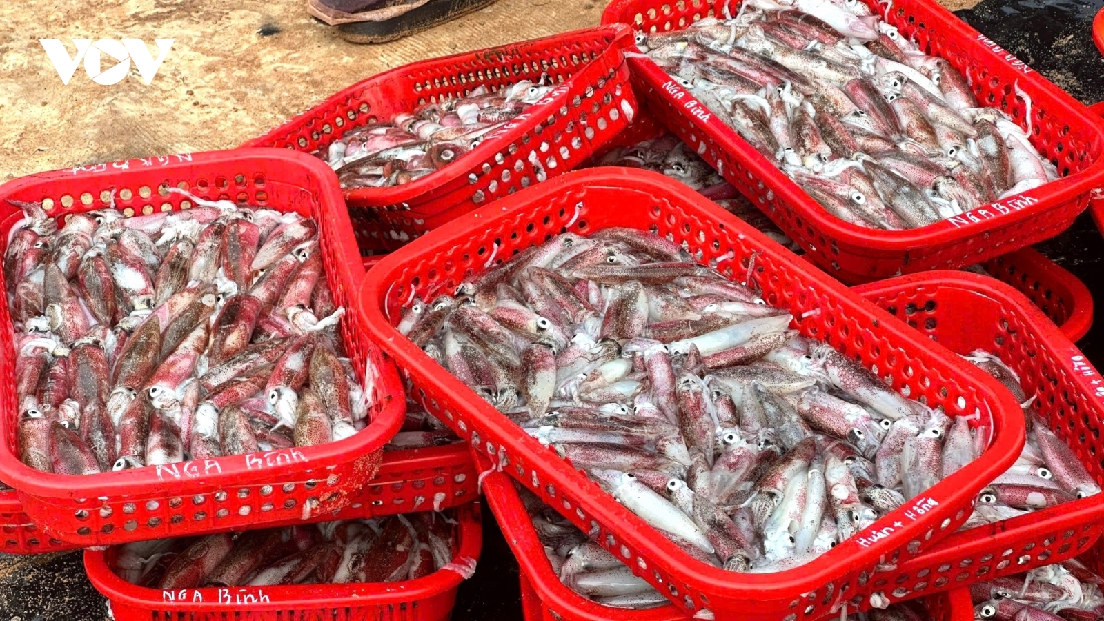 Ngư dân Quảng Trị vươn khơi đón lộc biển đầu năm