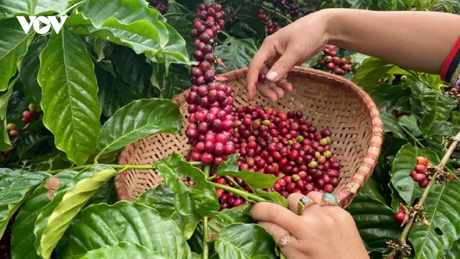 Giá cà phê hôm nay 23/2: Trong nước ổn định, Đắk Nông cao nhất 97.900 đồng/kg