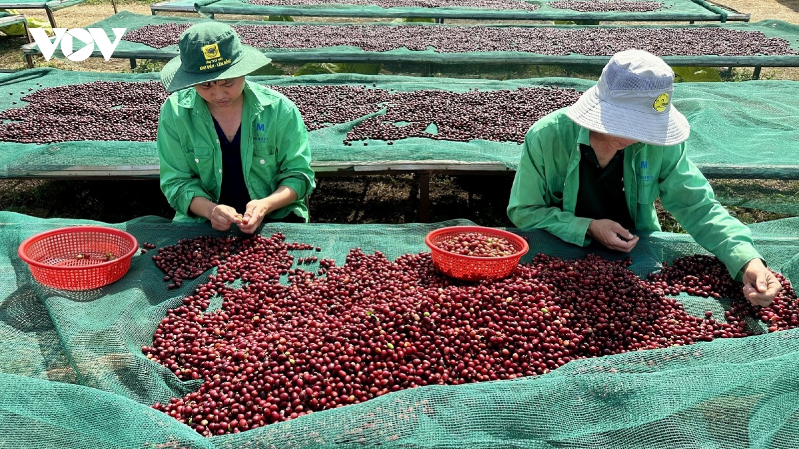 Doanh nghiệp nông sản Đắk Lắk tăng tốc xuất khẩu ngay từ đầu năm