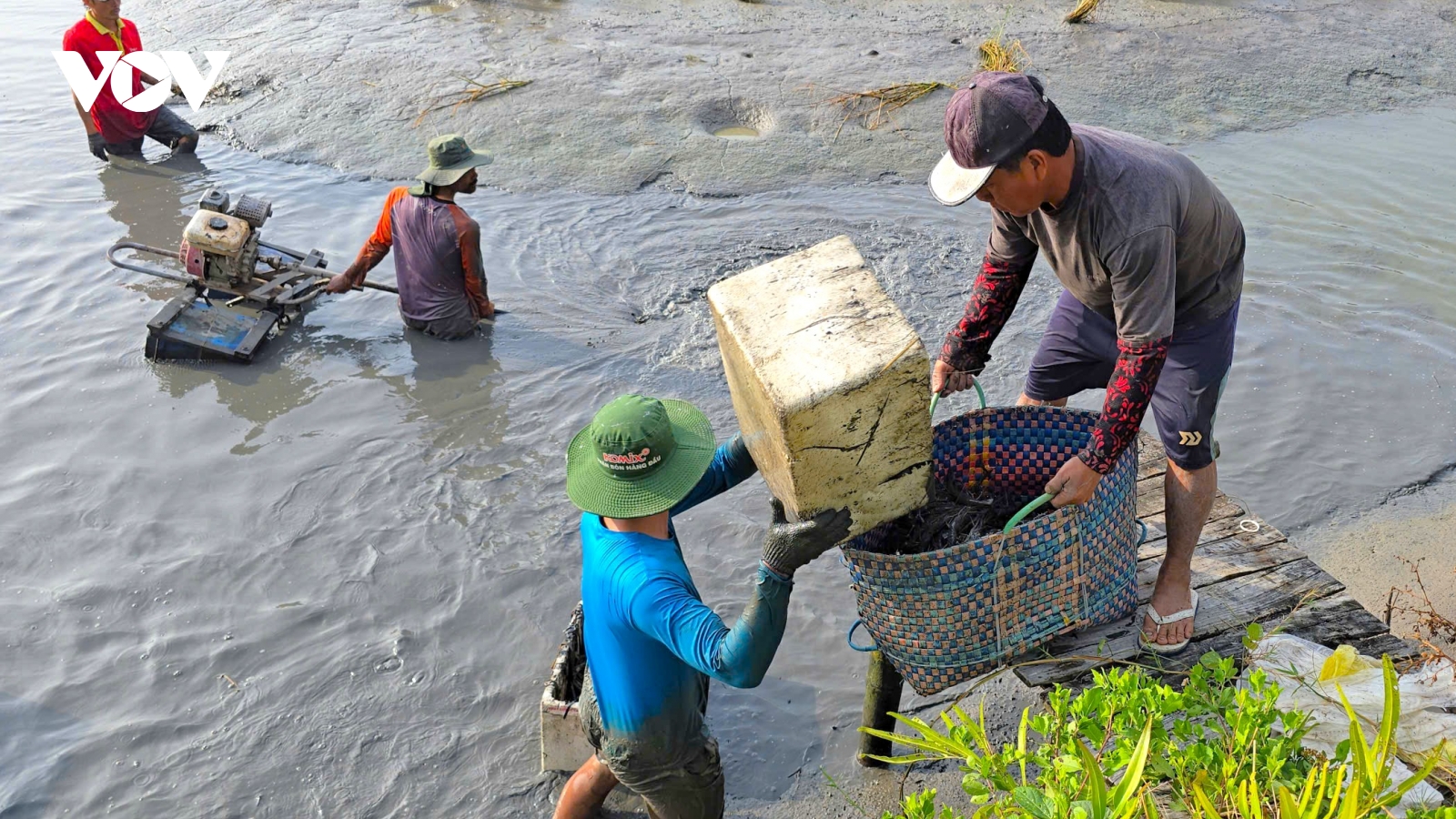 Cà Mau: Mô hình "con tôm ôm cây lúa" tạo nên làng quê hạnh phúc
