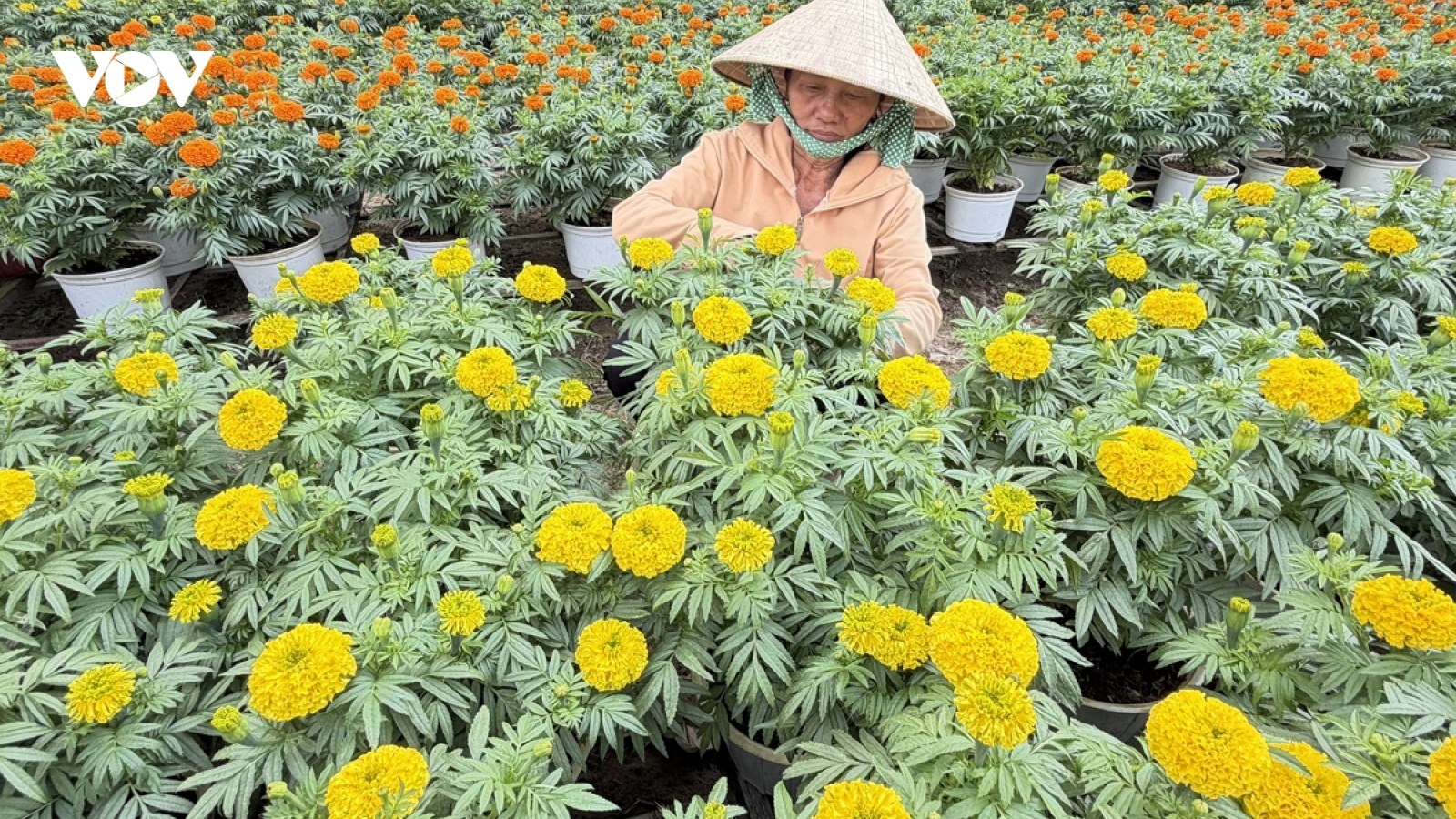 Làng hoa kiểng Phó Thọ - Bà Bộ tất bật phục vụ thị trường Tết