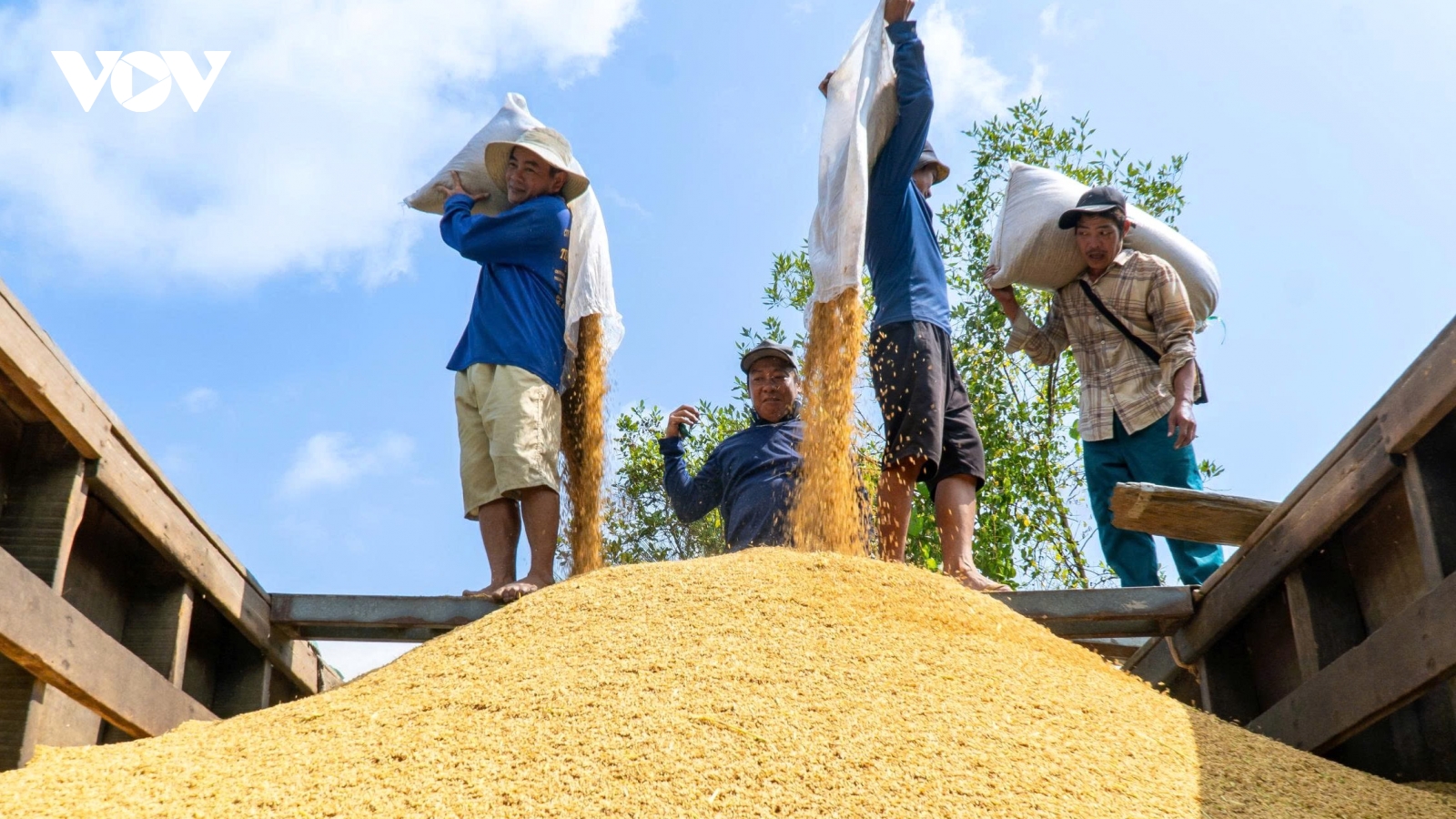 Cà Mau tăng tốc thực hiện đề án 1 triệu ha lúa chất lượng cao, phát thải thấp