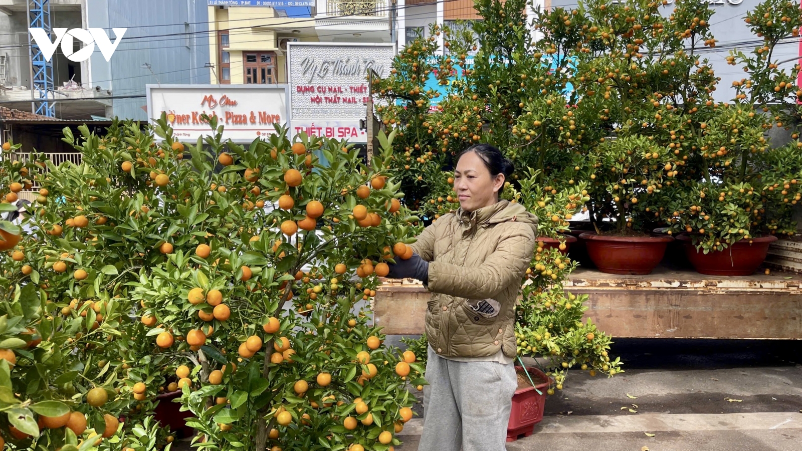 Nhà vườn Đắk Lắk tất bật chăm từng chậu hoa, cây cảnh, gửi trọn sắc xuân