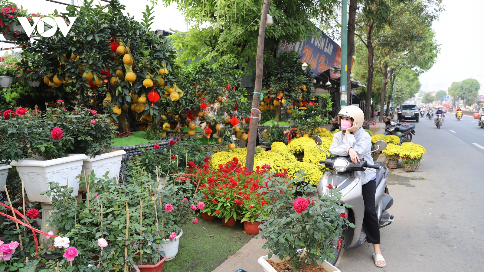 Thị trường Tết tại TP.HCM: Giá hoa hạ, cây cảnh tăng giá