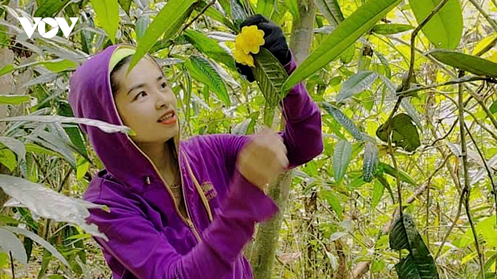 Loại trà đắt như vàng ở Nghệ An