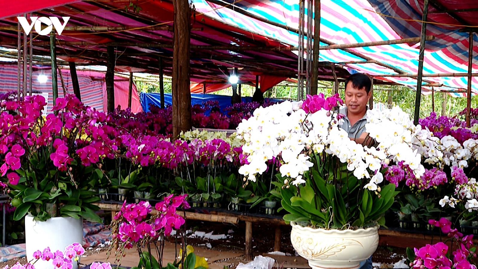 Thợ cắm hoa lan ở Nghệ An “đắt sô” dịp Tết