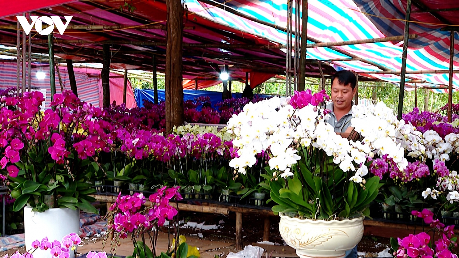 Thợ cắm hoa lan ở Nghệ An “đắt sô” dịp Tết