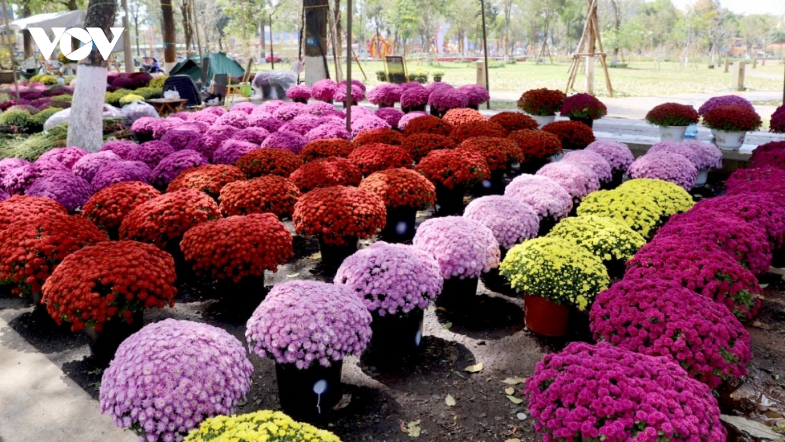 Rộn ràng sắc xuân chợ hoa xuân Bính Ngọ giữa lòng Buôn Ma Thuột