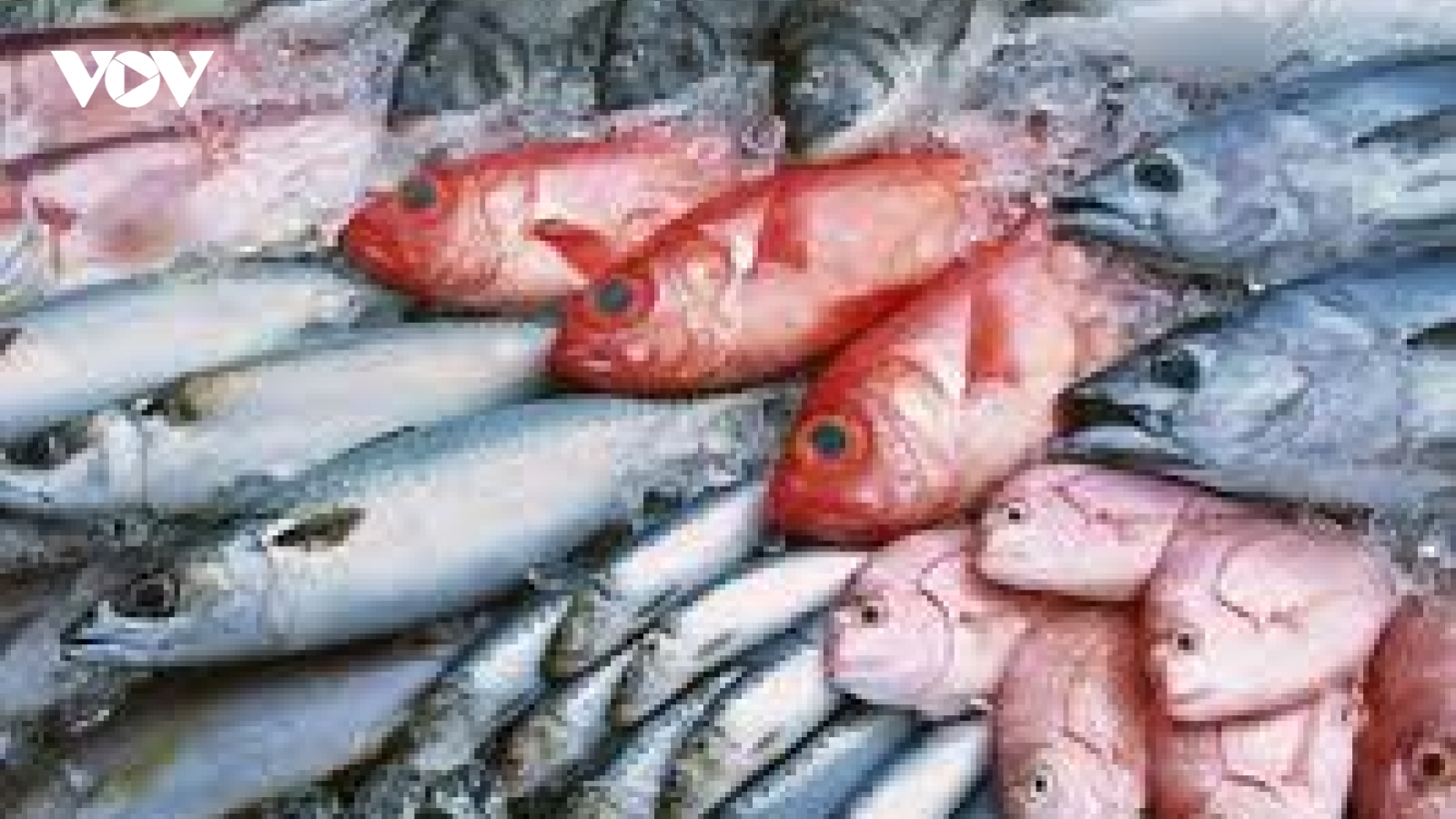 Cả gia đình nhập viện sau bữa cơm cá biển