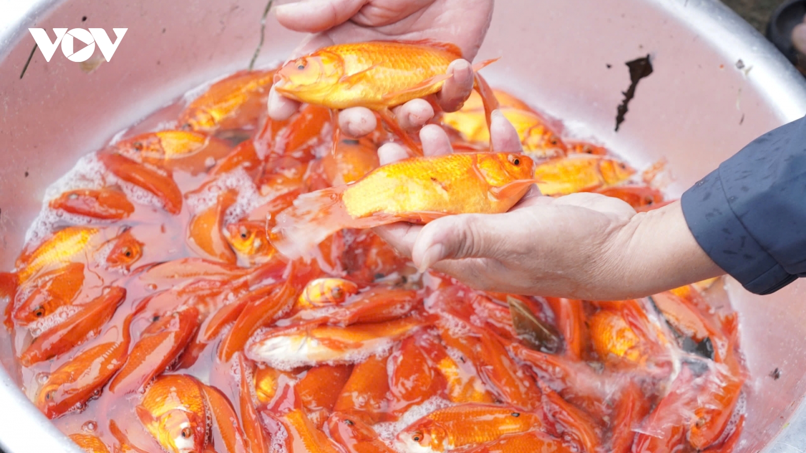 Làng nuôi cá chép đỏ ở Quảng Trị nhộn nhịp trong ngày cúng ông Công, ông Táo