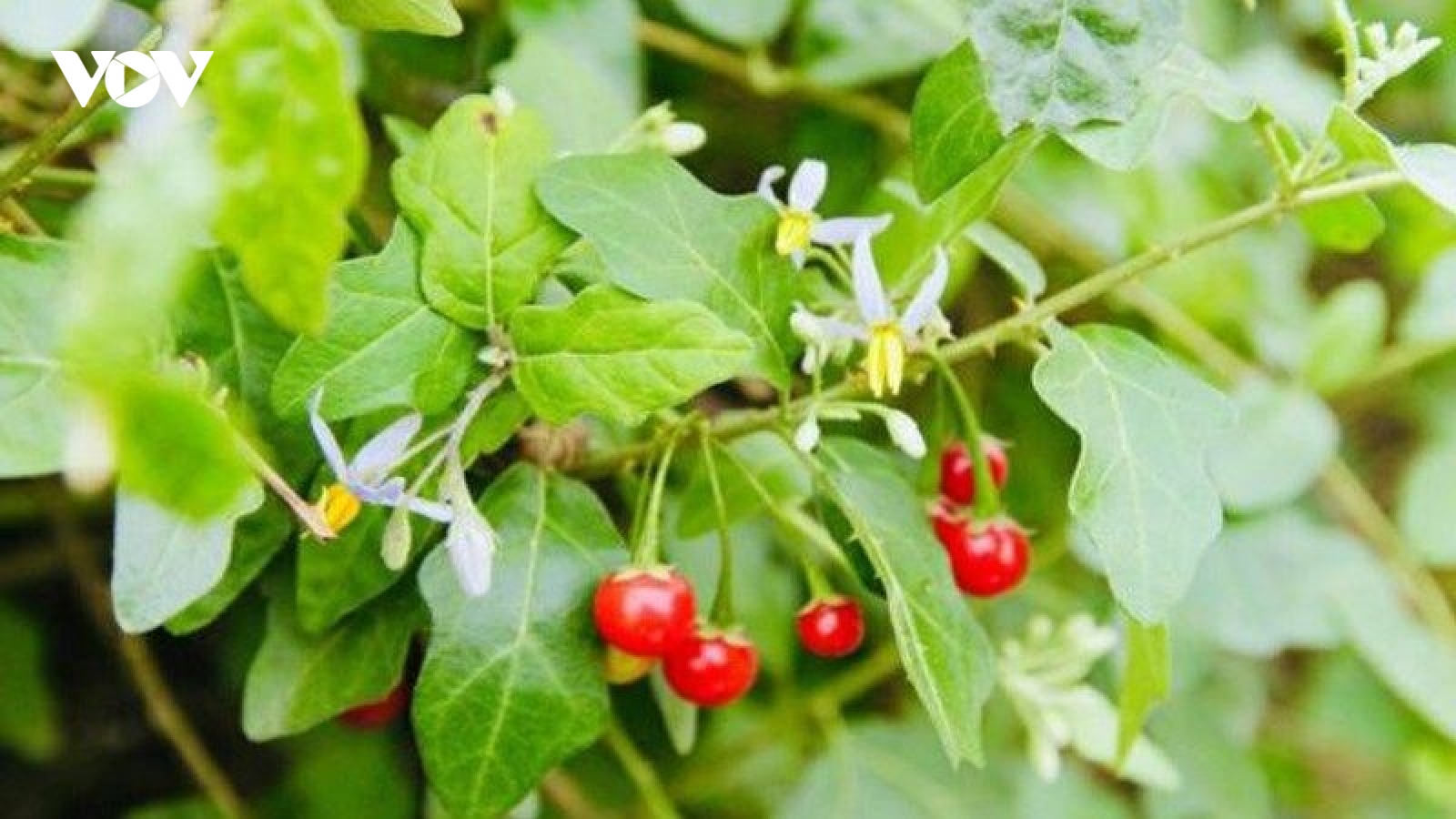Loại cây mọc hoang được ví như “thần dược” cho gan