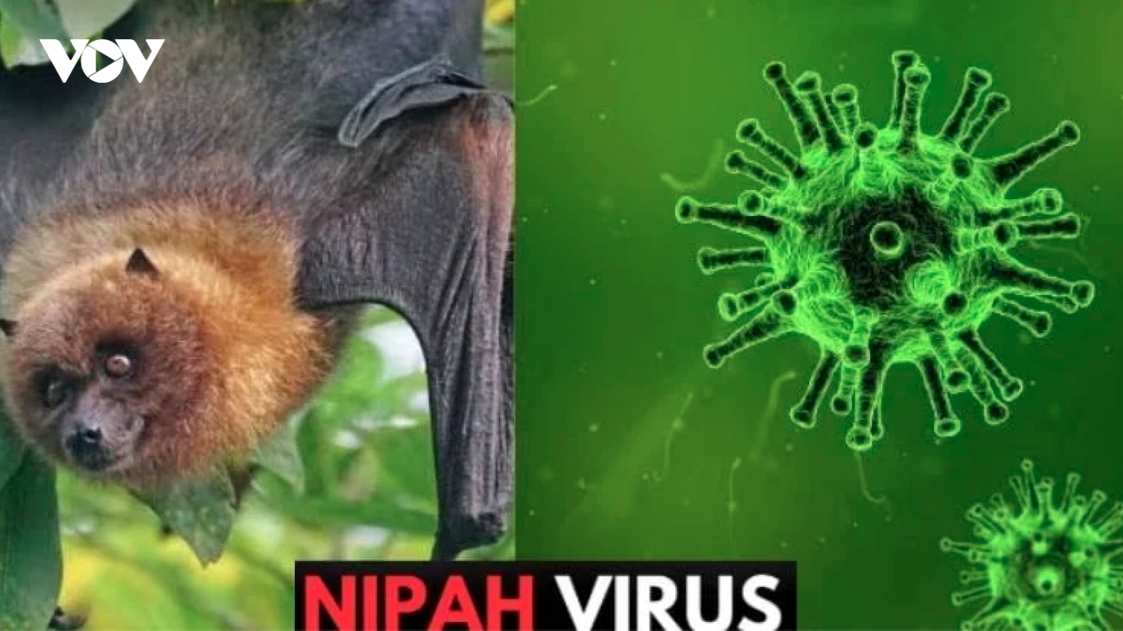 Dịch do virus Nipah khó bùng phát nhưng không nên chủ quan trong dịp cận Tết