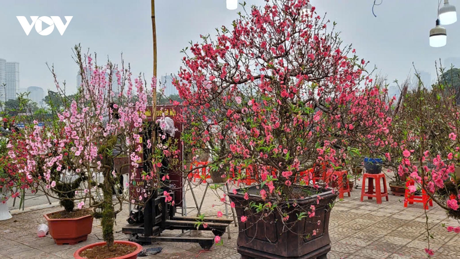 Chợ hoa Hà Nội vào cao điểm, người bán kỳ vọng mùa Tết khởi sắc