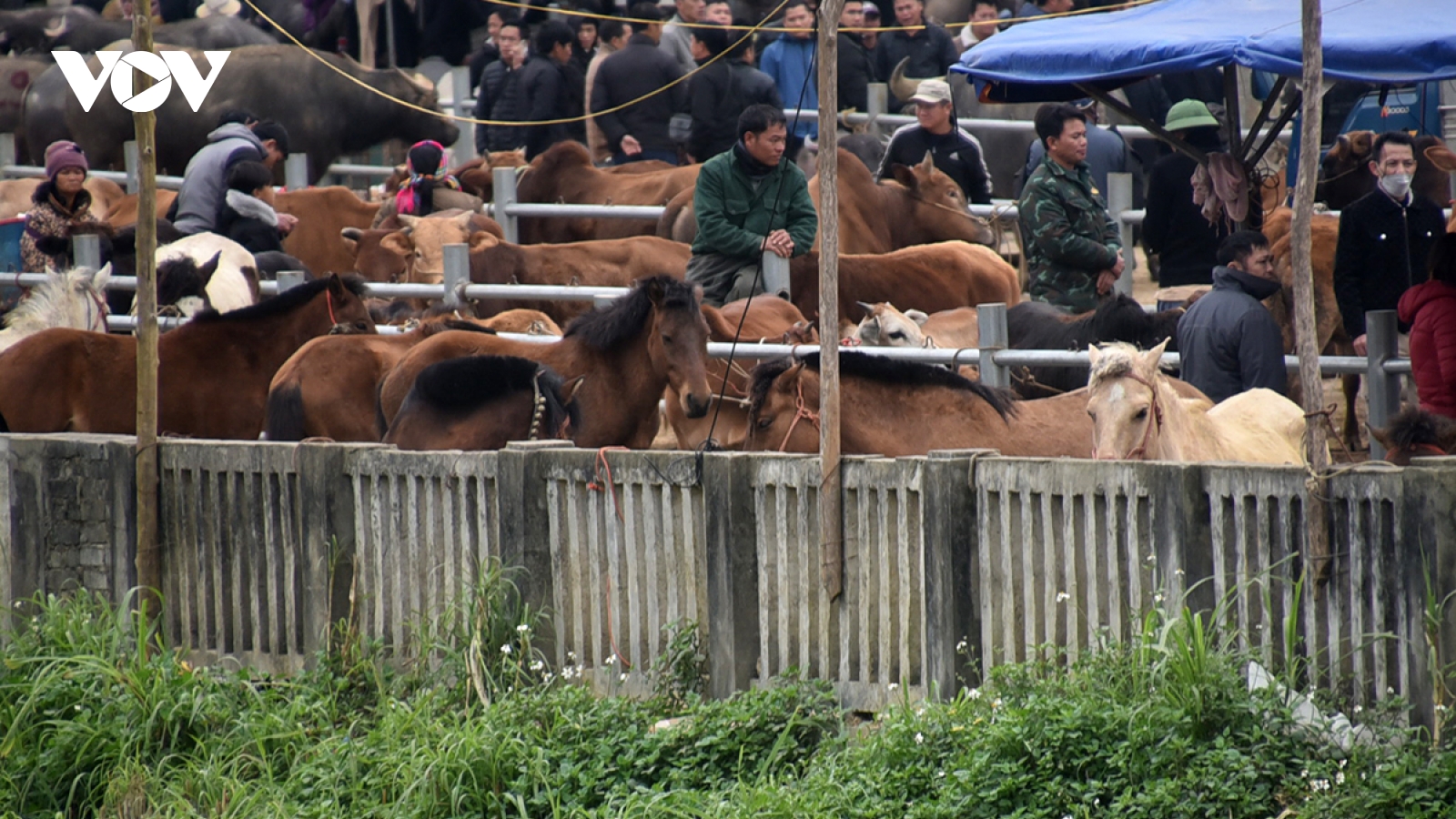 Chợ ngựa vùng cao Bắc Hà