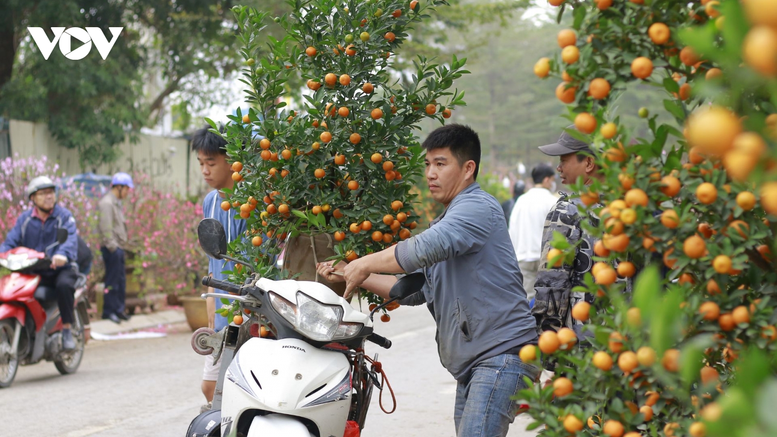 Chở cây thuê, chạy xe ôm thu bạc triệu mỗi ngày giáp Tết