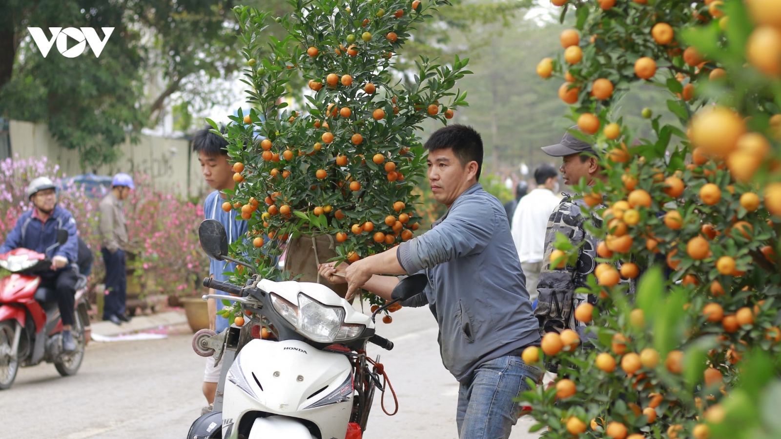 Chở cây thuê, chạy xe ôm thu bạc triệu mỗi ngày giáp Tết