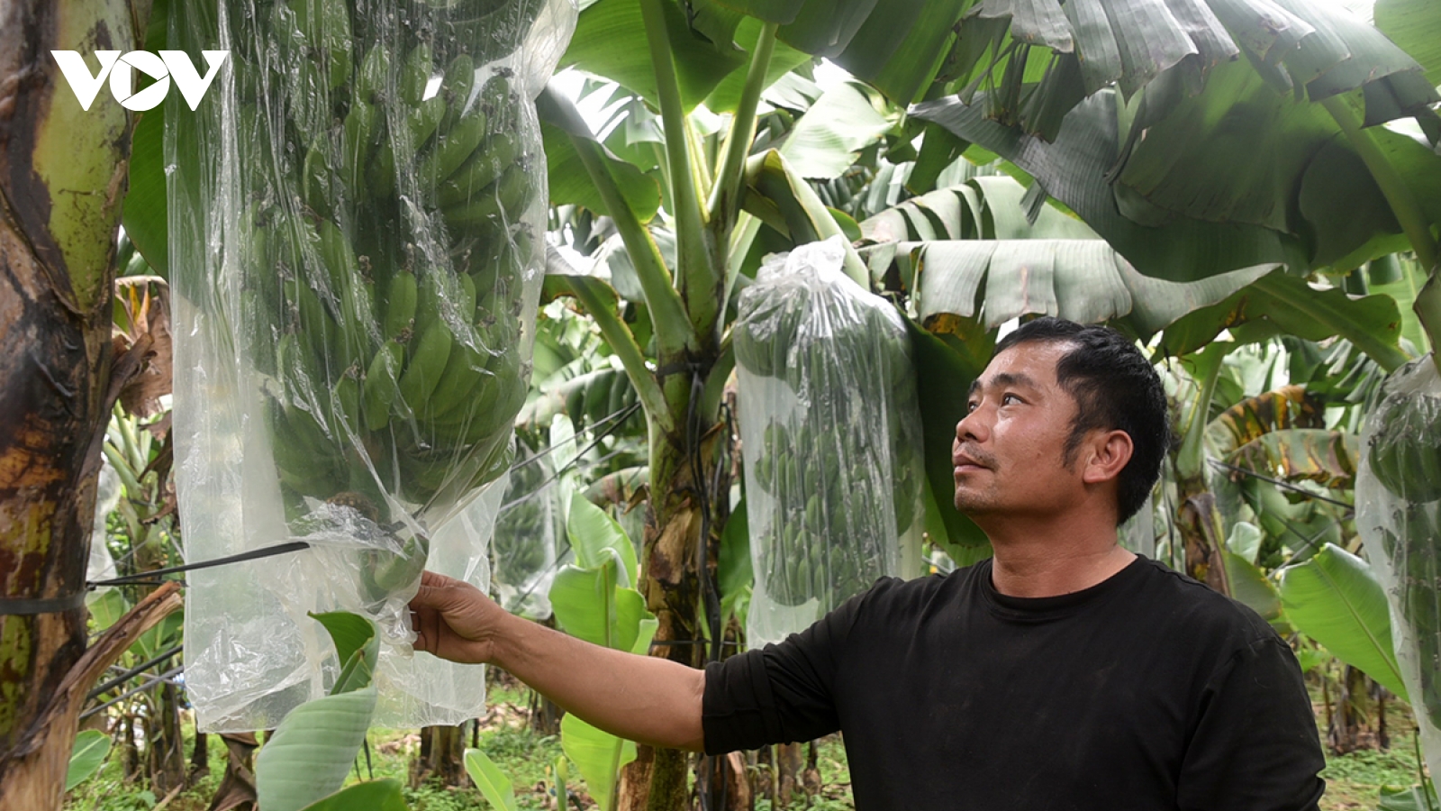 Rừng chuối ven bãi sông Hồng vào vụ phục vụ mâm ngũ quả ngày Tết