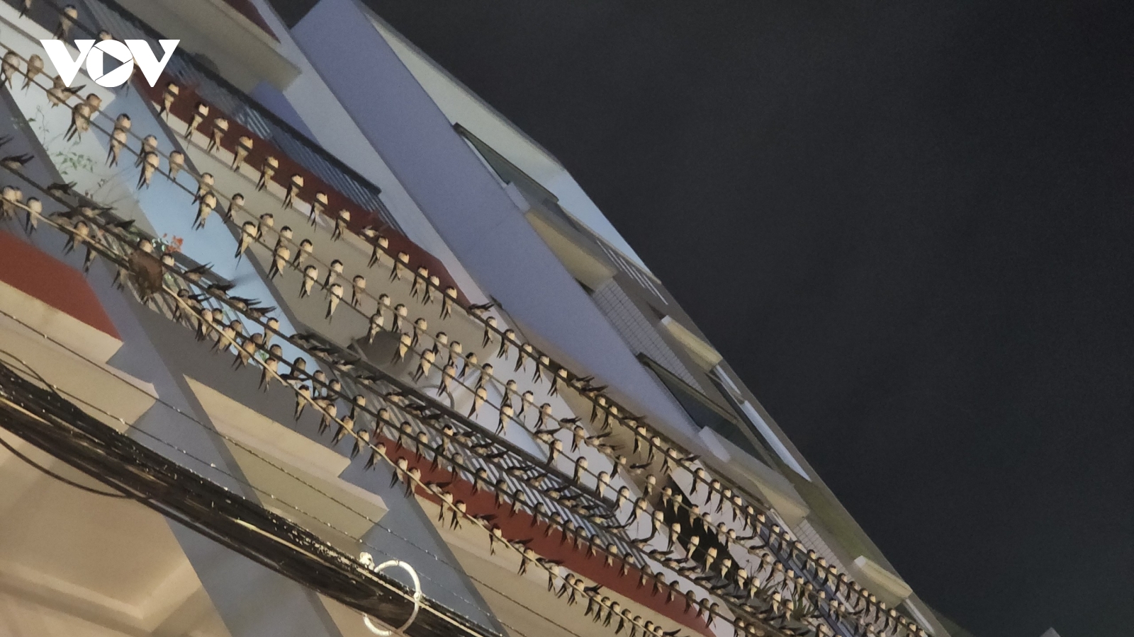 Hàng đàn chim én bay về đậu dày đặc tại trung tâm tỉnh Đồng Tháp