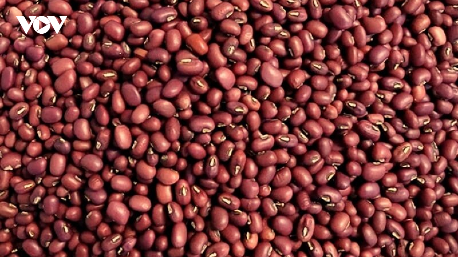 Không chỉ để nấu chè: 10 lợi ích bất ngờ của đậu đỏ