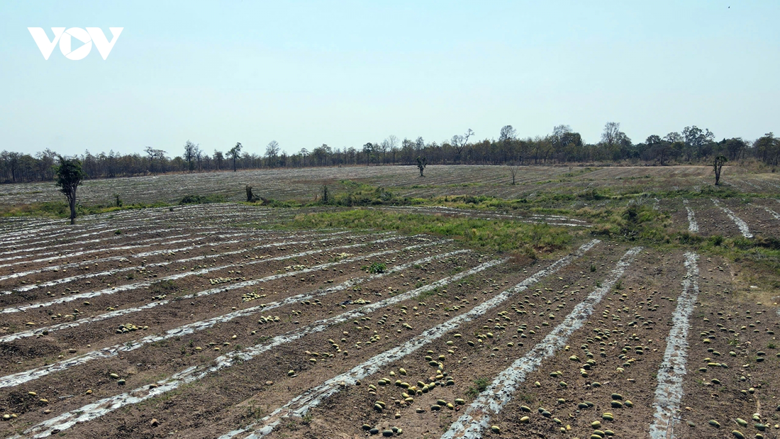 25 ha dưa hấu bị bỏ thối rữa dù đã được đặt cọc 7,5 tỷ đồng