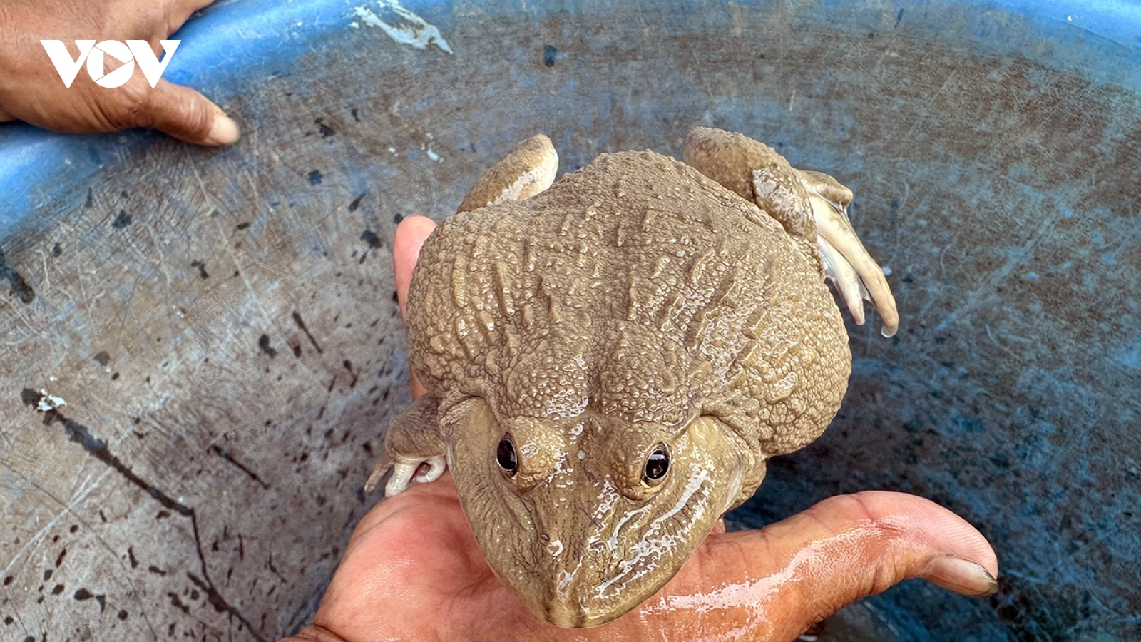 Mô hình nuôi ếch giúp người dân ở xã Cờ Đỏ (Cần Thơ) thoát nghèo