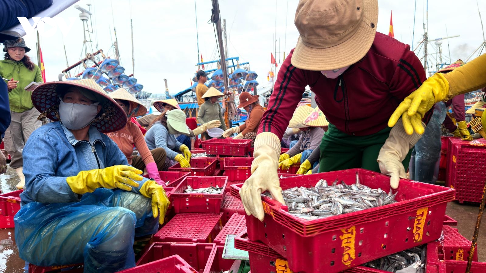 Nhộn nhịp mùa "lộc biển" cá cơm đầu xuân ở Quảng Ngãi