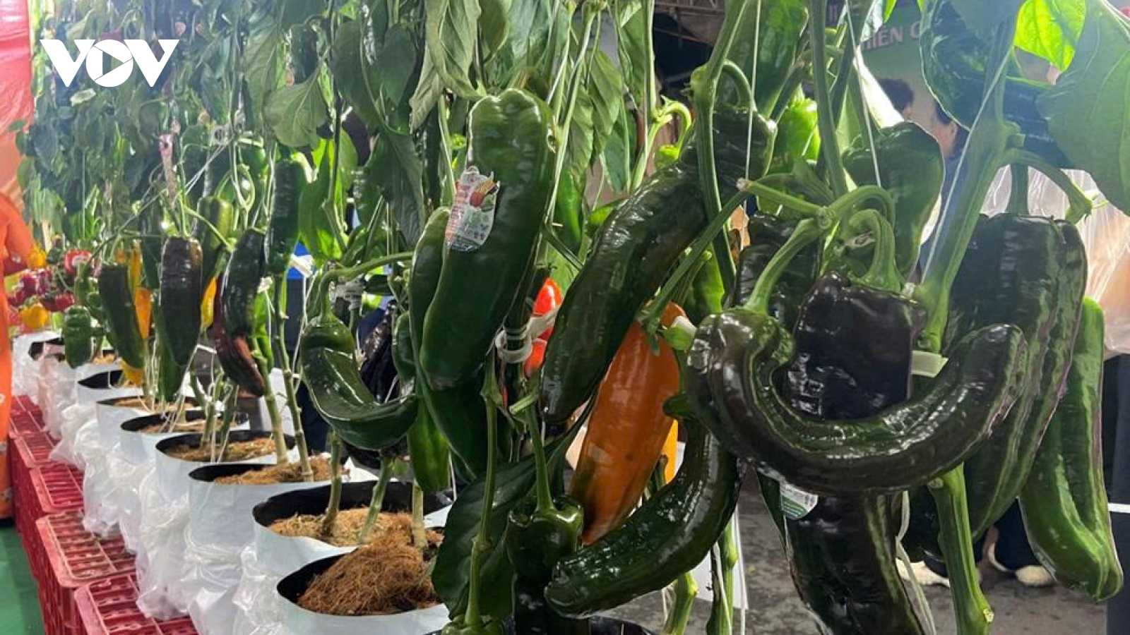 Đặc sản lạ dẫn sóng tiêu dùng ở TP.HCM dịp Tết Bính Ngọ 2026