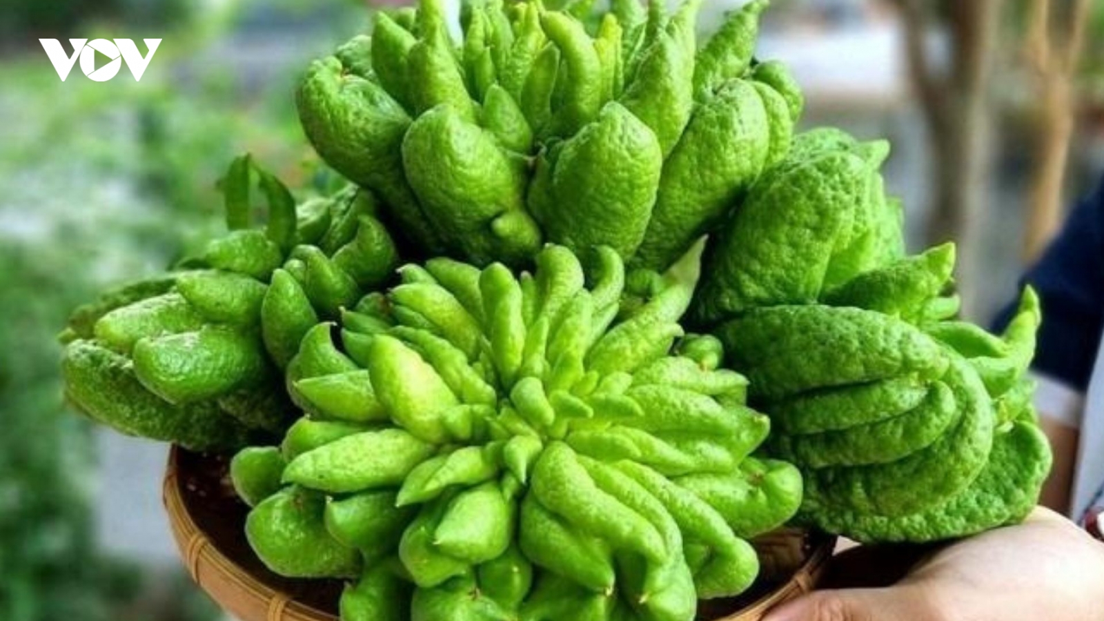 Việt Nam có vị thuốc quý, nhiều người nghĩ không ăn được, chỉ để trưng ngày Tết