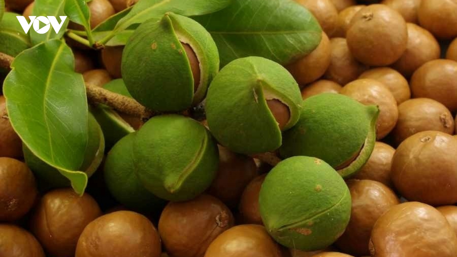 Loại hạt thuộc top đắt nhất thế giới, ngọt bùi bổ dưỡng có nhiều ở Việt Nam