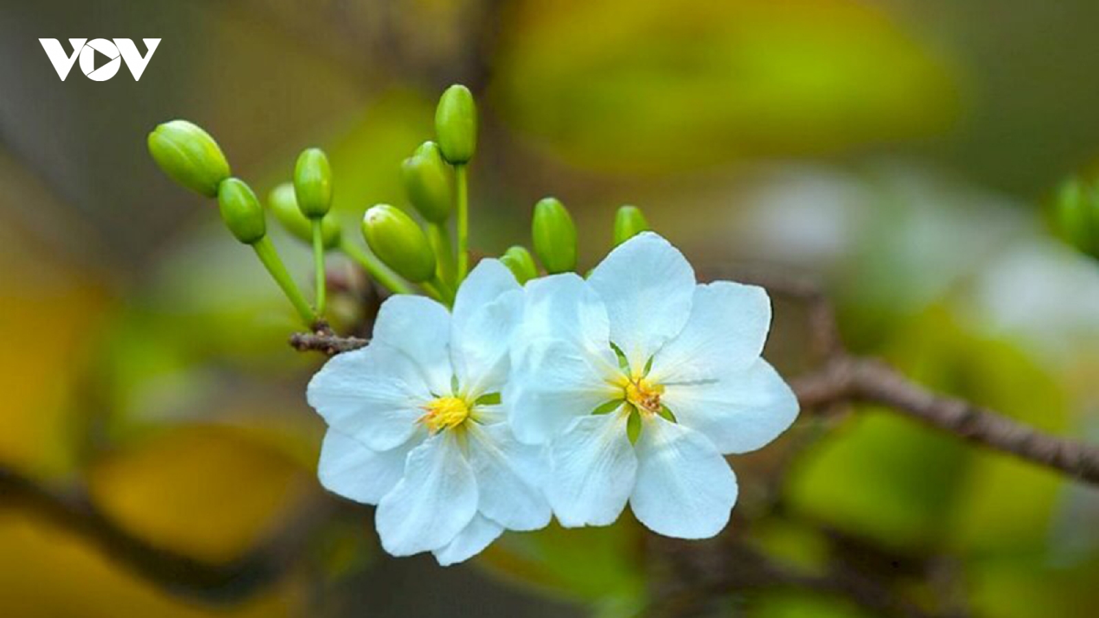 Bài thơ “Mai” - Như đốm lửa nhỏ khước từ đêm đen
