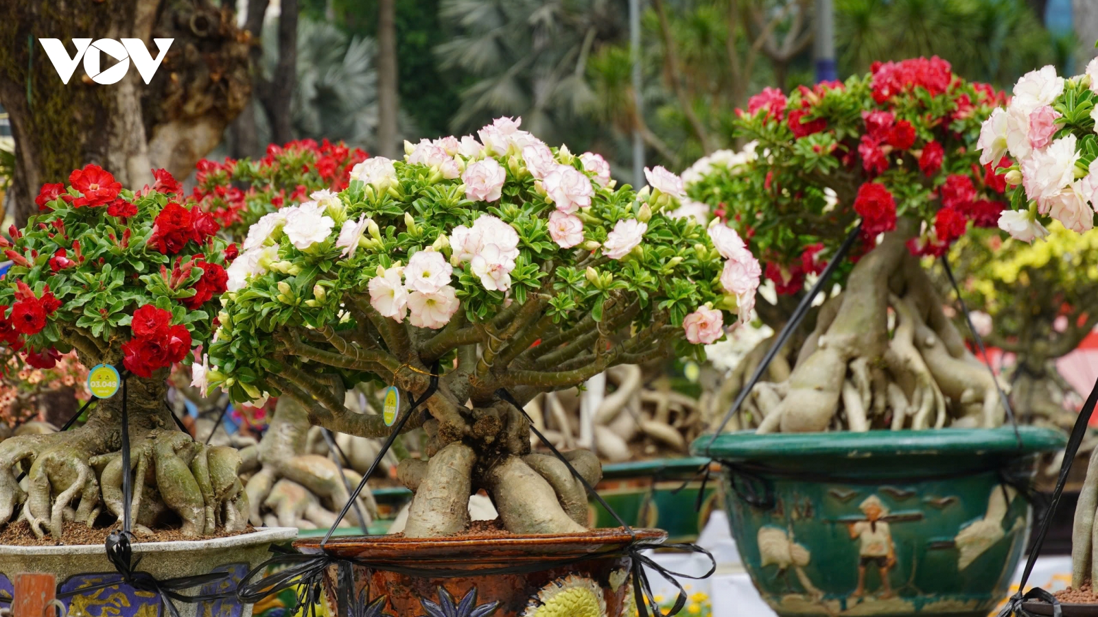 Hội hoa xuân Thành phố Hồ Chí Minh sẵn sàng trước ngày khai mạc