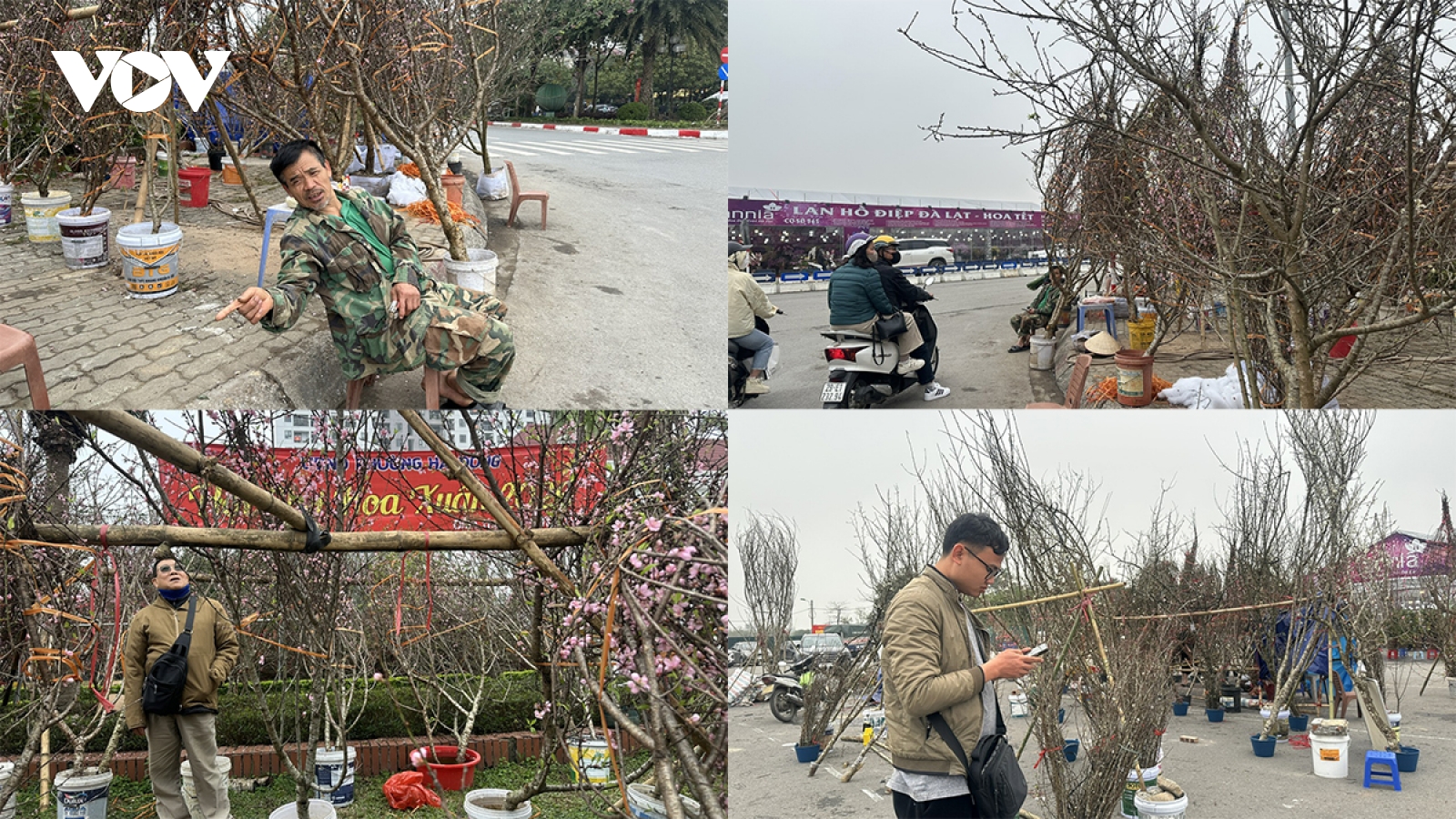 Chợ hoa Tết truyền thống đìu hiu, người bán thấp thỏm vì đào nở sớm