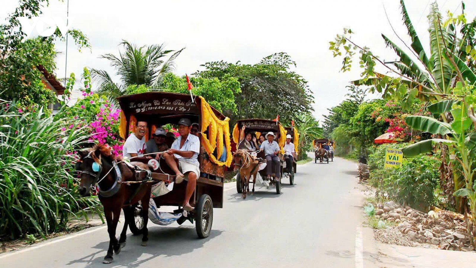 Chuyện thuần dưỡng ngựa phục vụ du khách tại cồn Thới Sơn, Đồng Tháp