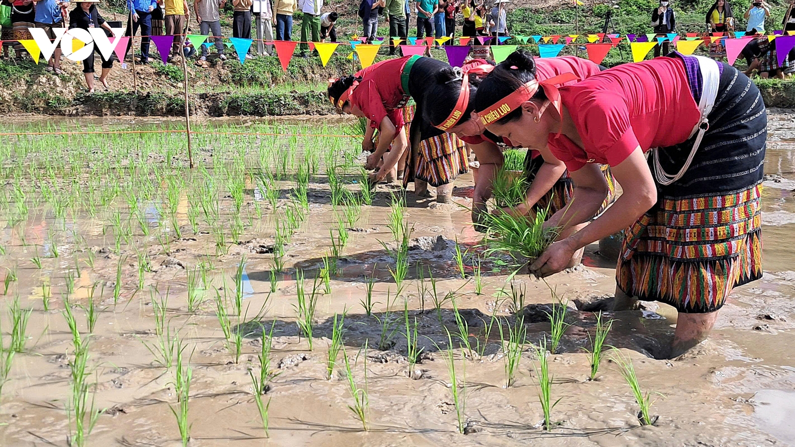 Nông dân vùng cao Nghệ An thi cấy lúa