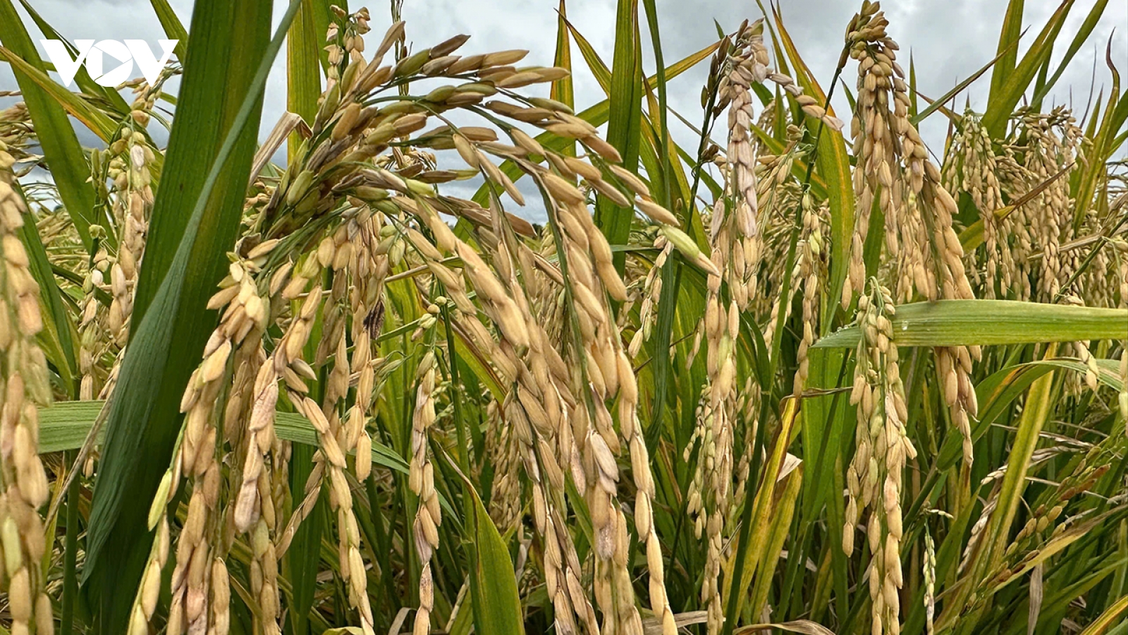 Bảo tồn và phát triển lúa Việt: Hành trình từ di sản đến thịnh vượng