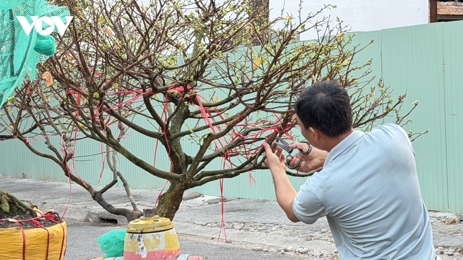 Mai vàng Cần Thơ xuống phố, nhà vườn căng mình canh nở đúng Tết