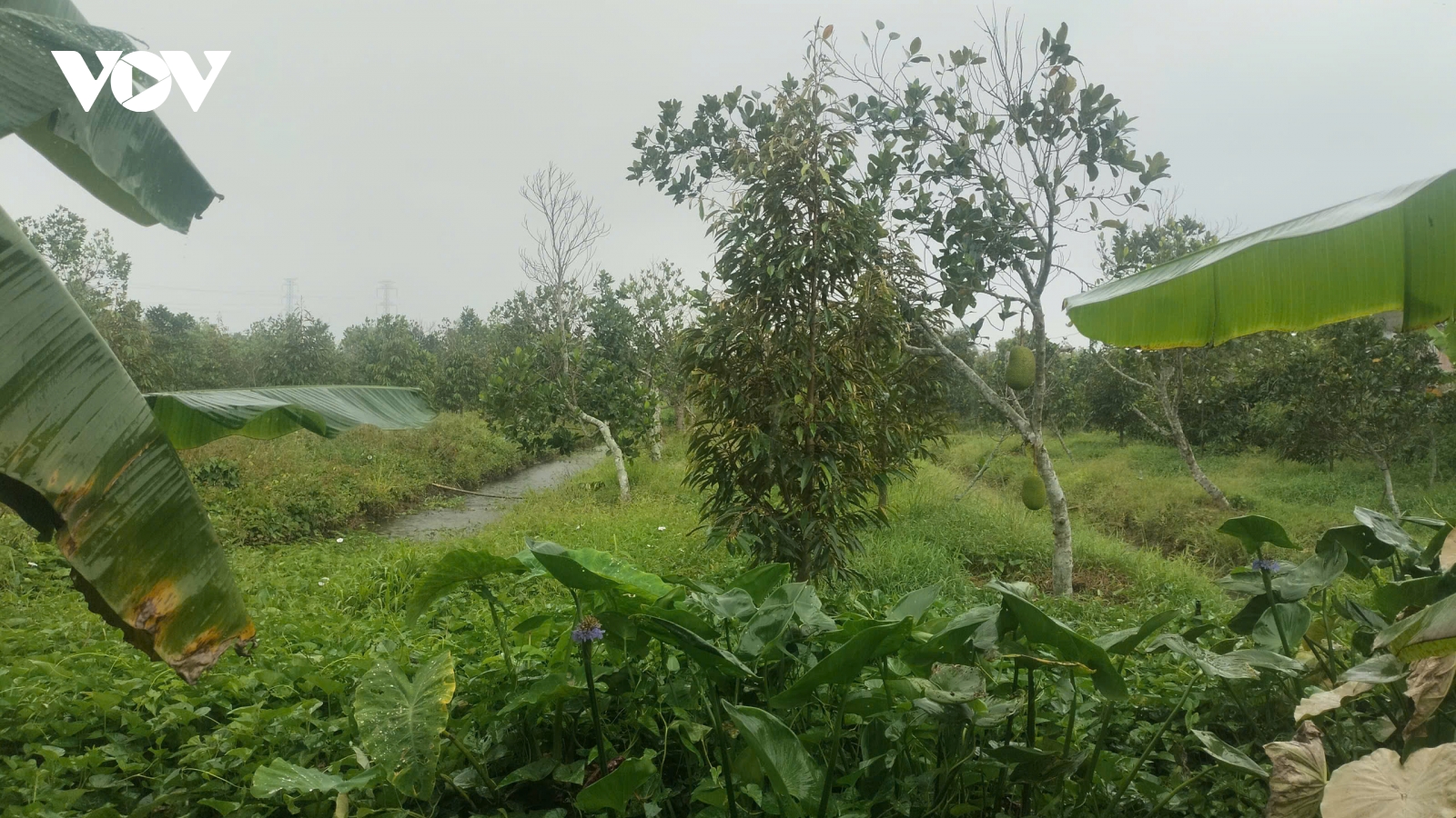Vĩnh Long - Đồng Tháp: Mưa trái mùa ngày vía Thần Tài có lợi cho nông nghiệp