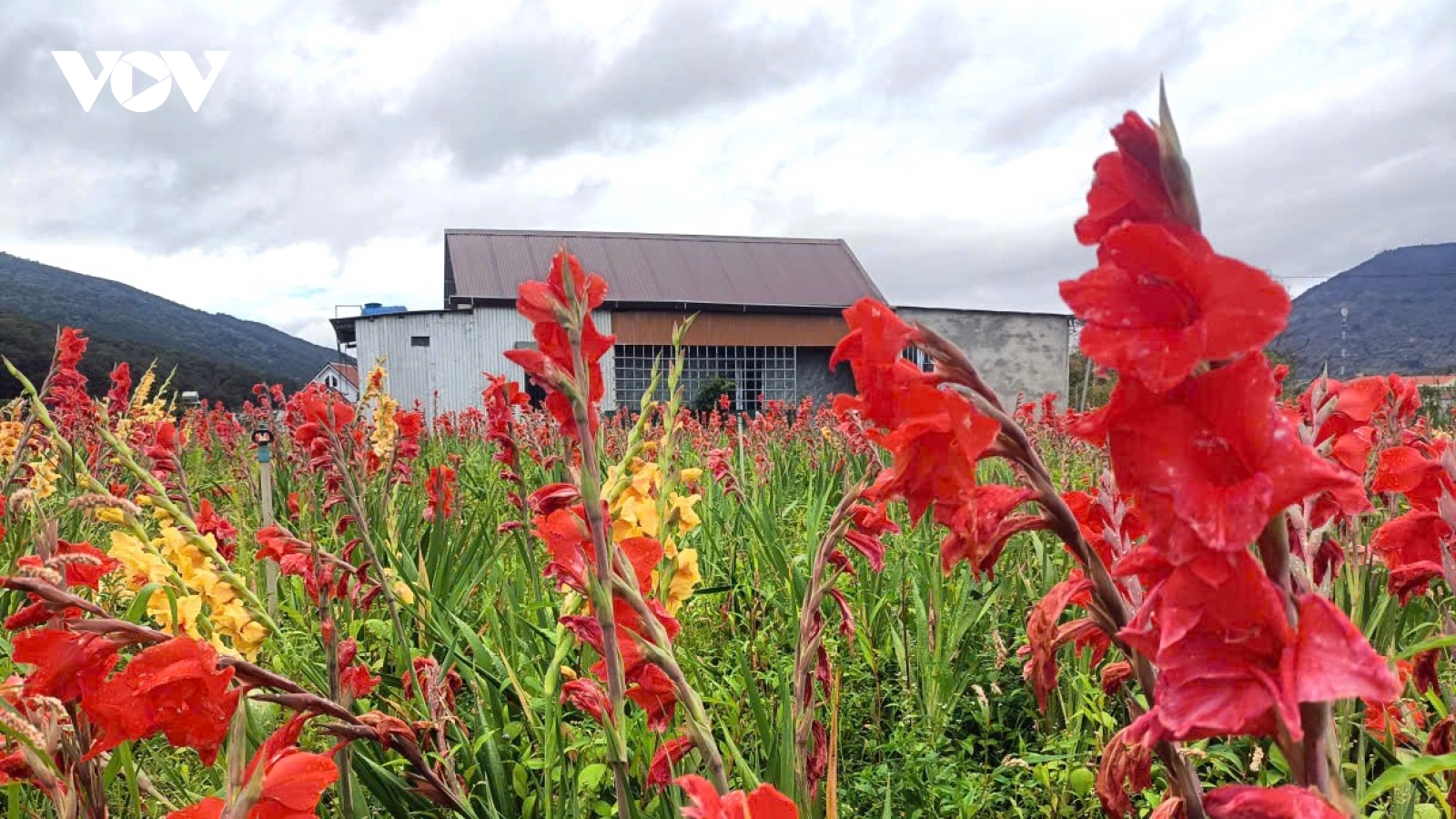 Lay ơn "lỡ thì" nở sau Tết, nông dân Lâm Đồng thở dài